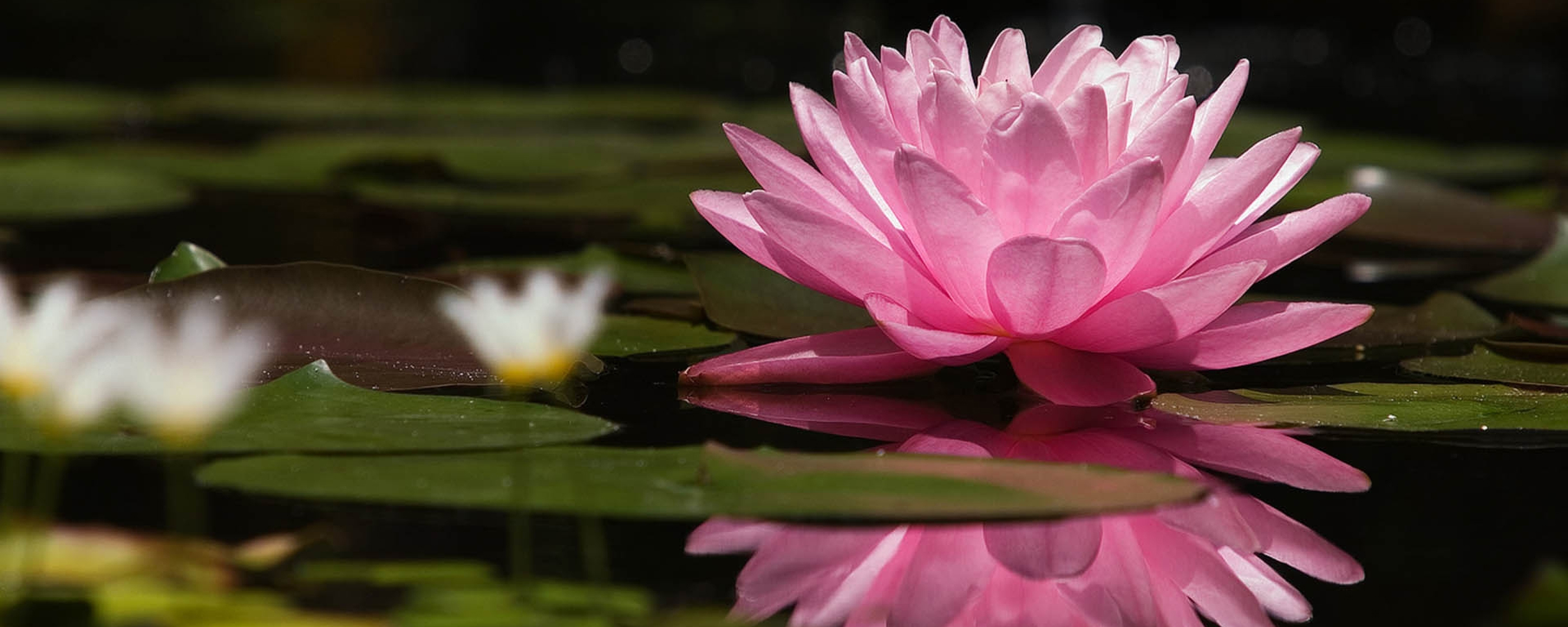 pink_lotus_splash