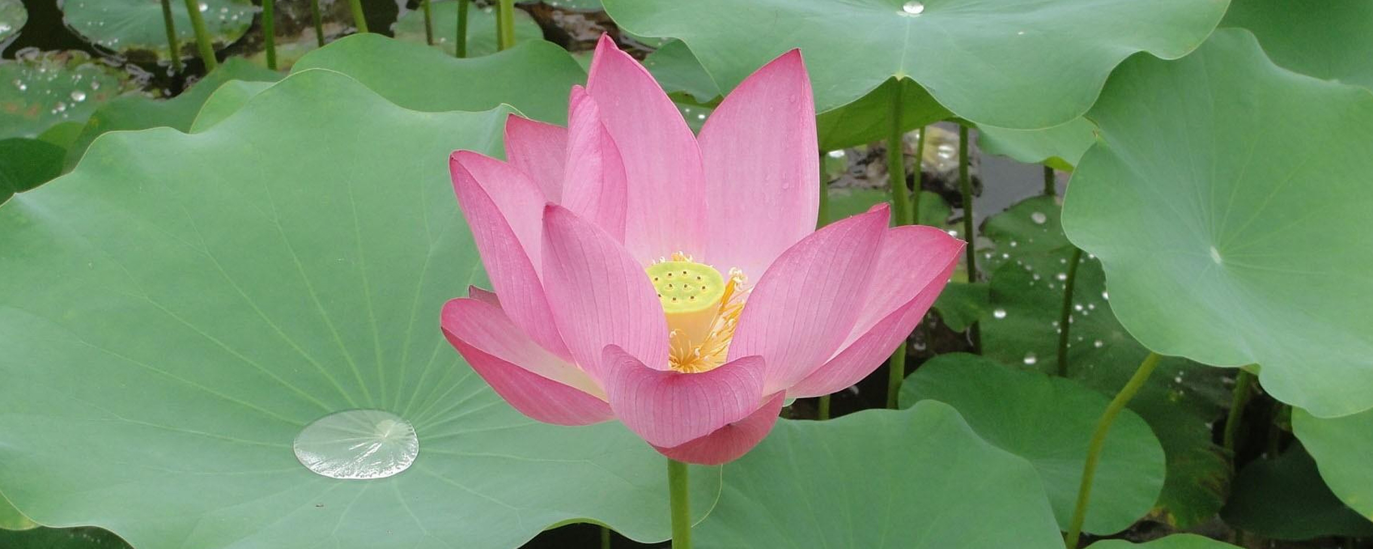 pink_lotus